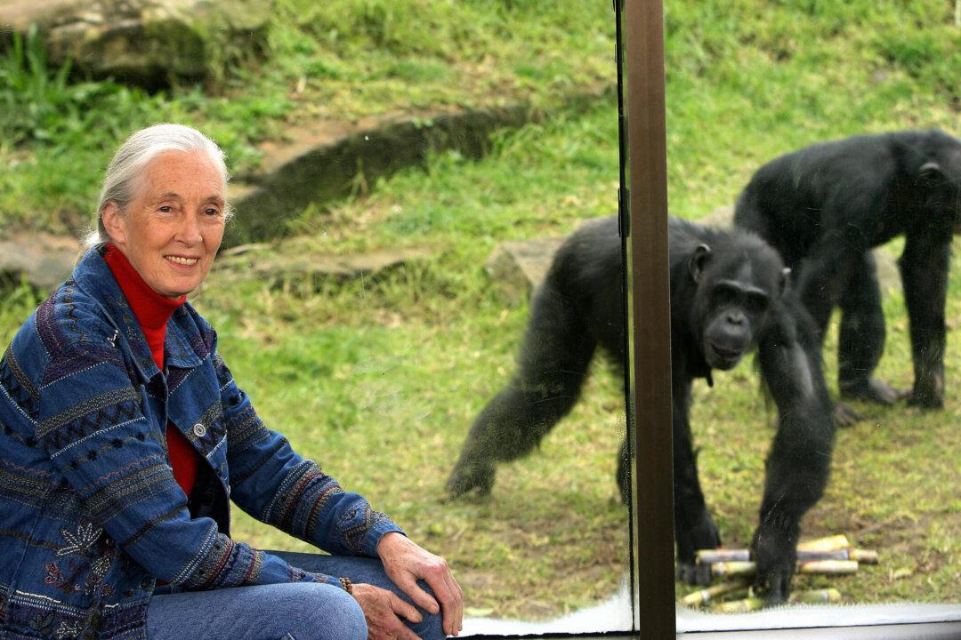 LIVE NOW: Funeral Service Held for Conservationist Jane Goodall
