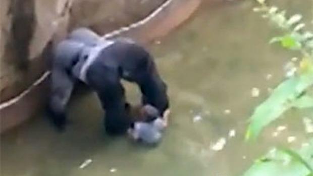 Animal Behavior Expert Says Screaming Crowd Likely Caused Gorilla to Drag Child