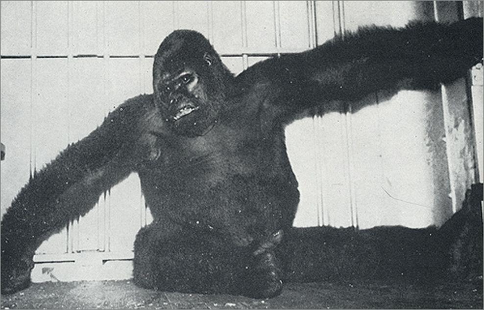 There Was Once a Gorilla Named ‘Gargantua’ Called ‘World’s Most Terrifying Living Creature’