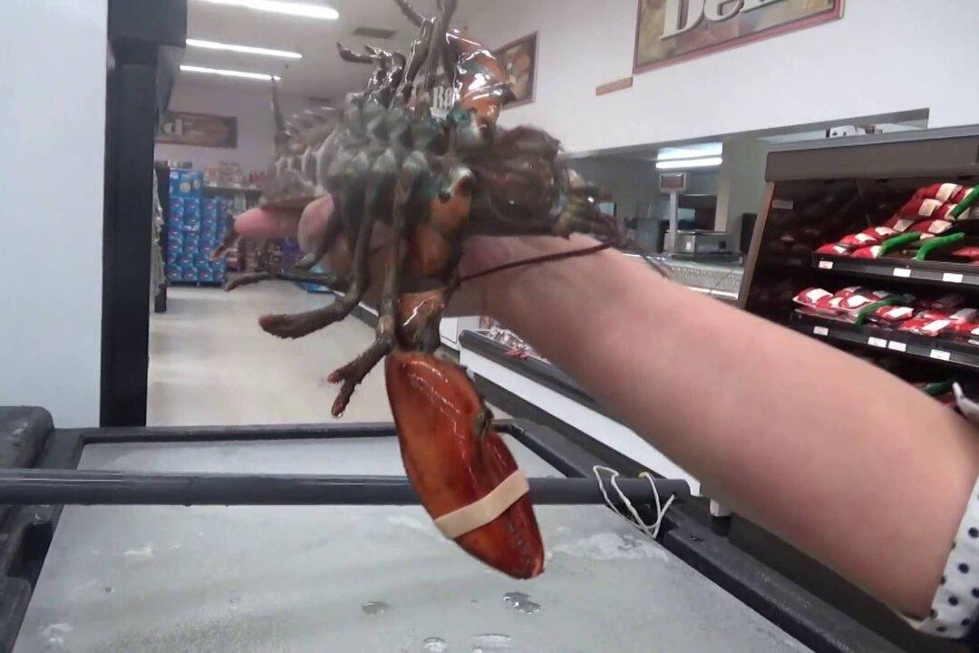 Woman Buys Lobster in Supermarket, Takes It on a Journey Back to the Sea