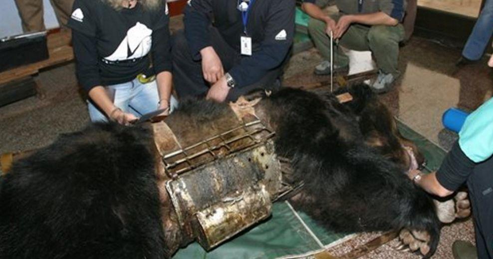 Bear Caged for Years for Bile Extraction Now Has a Good Life