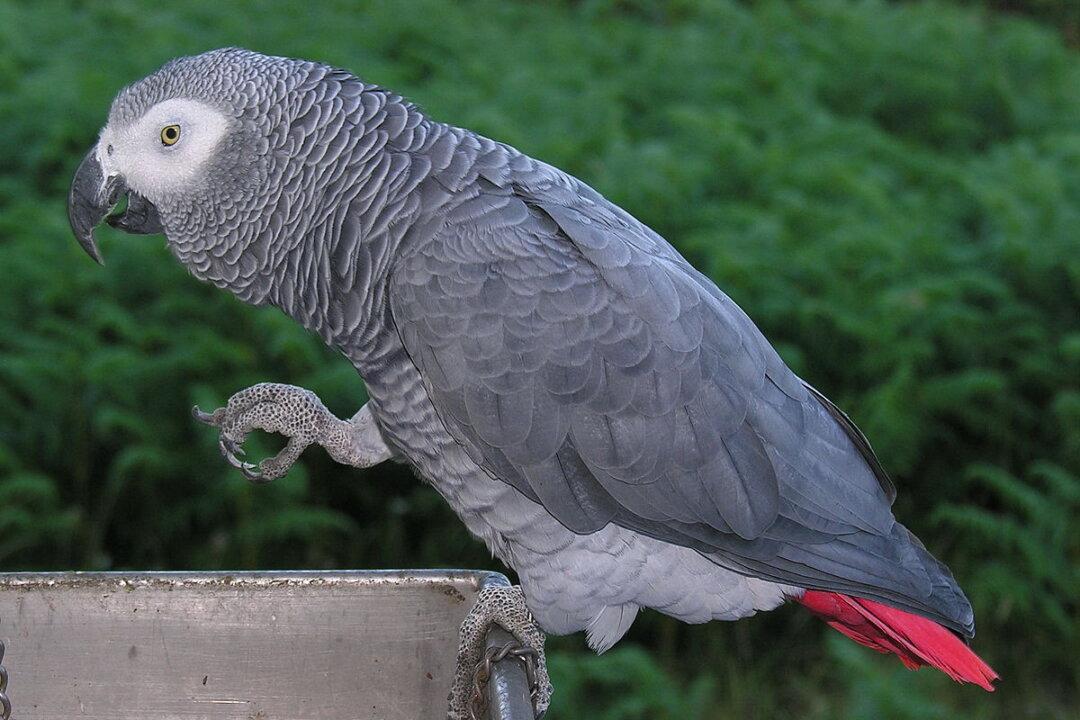 Is an African Grey Parrot Mimicking a Homicide?
