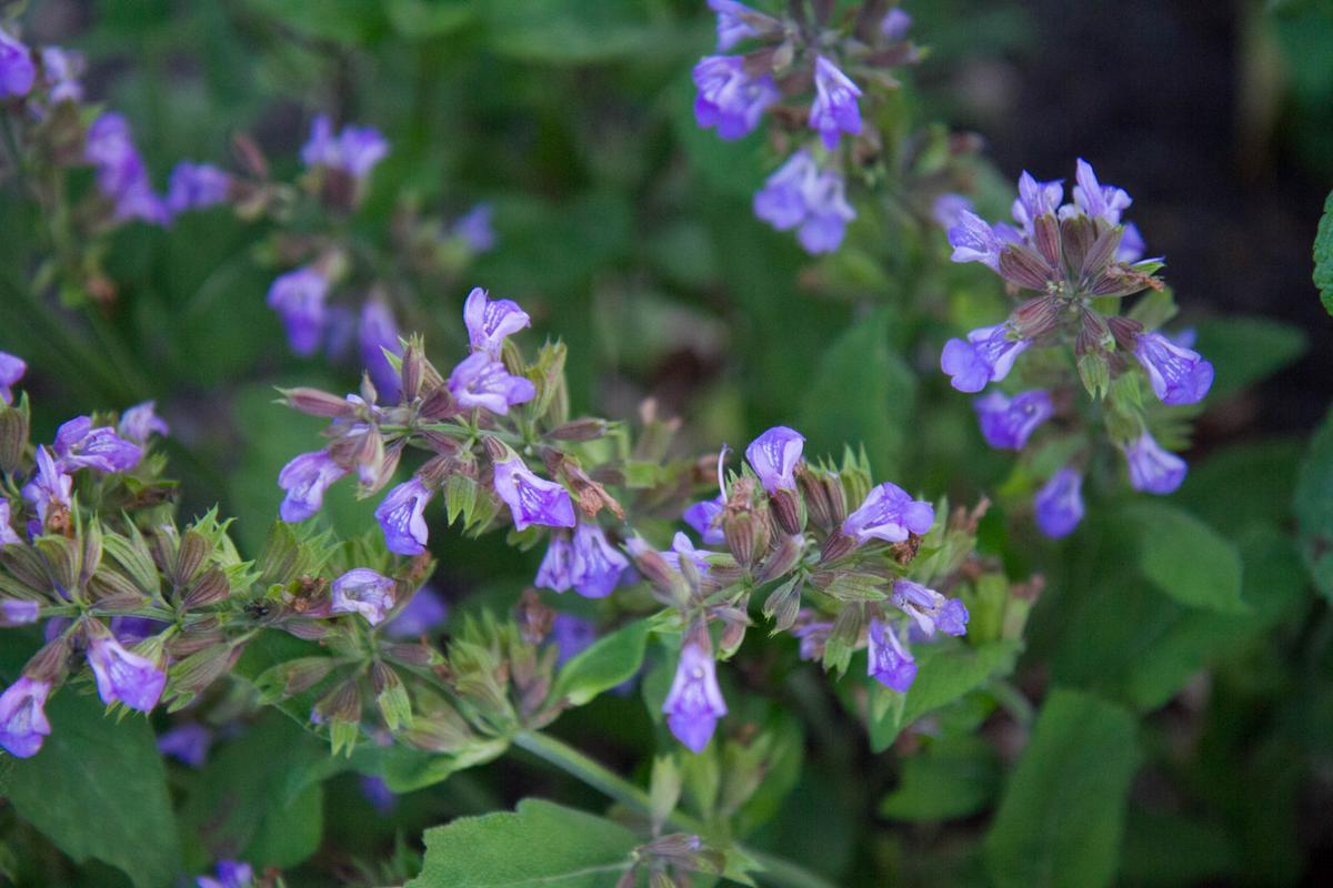 Sage - The Herb of Wisdom