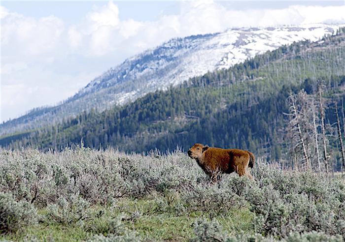 Baby Bison Death Not Fault of Tourists Who Put It in Their Car, Yellowstone Photographer Says