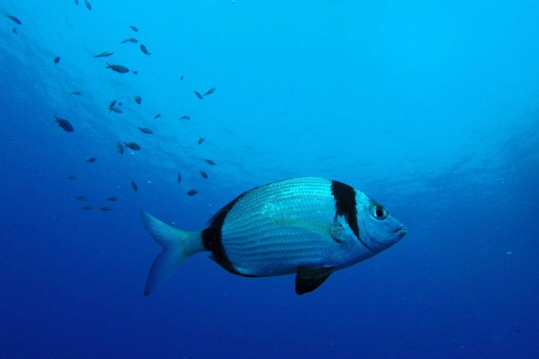 ‘Smart’ Tropical Fish Can Recognise Human Faces