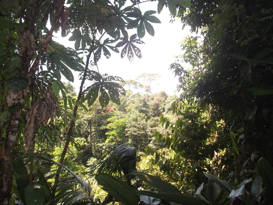 Good News on Rain Forests: They Bounce Back Strong, Storing More Carbon Than Thought