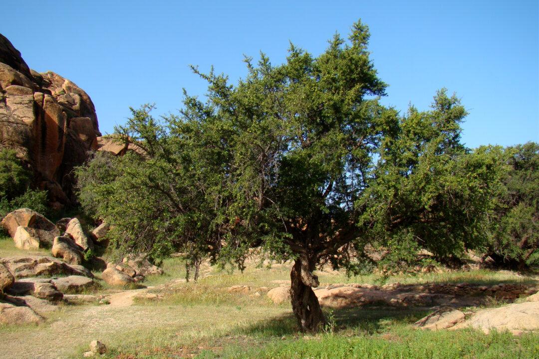 Video: Man Gets Surprised When Trying to Remove a Fallen Tree