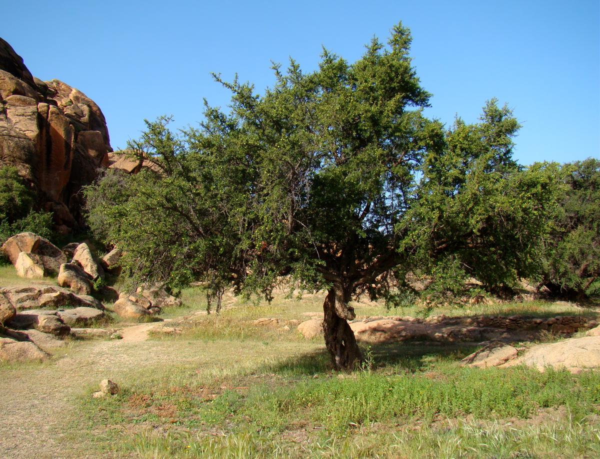 Video: Man Gets Surprised When Trying to Remove a Fallen Tree