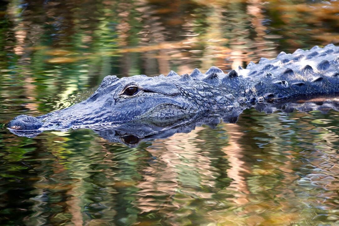People Feeding Alligators Could Have Contributed to Attack on 2-Year-Old at Walt Disney Resort