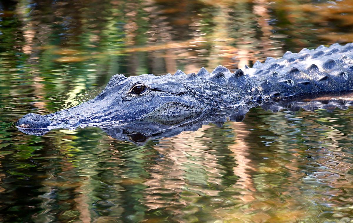 People Feeding Alligators Could Have Contributed to Attack on 2-Year-Old at Walt Disney Resort