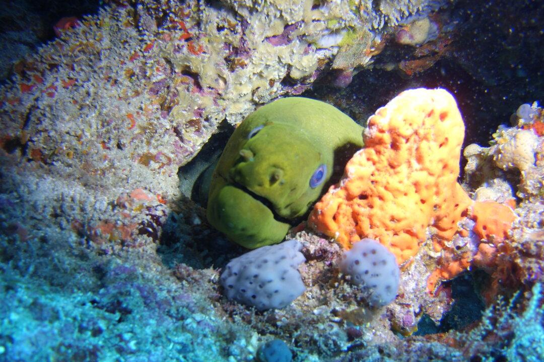 Mighty Little Underwater Camera Makes Debut