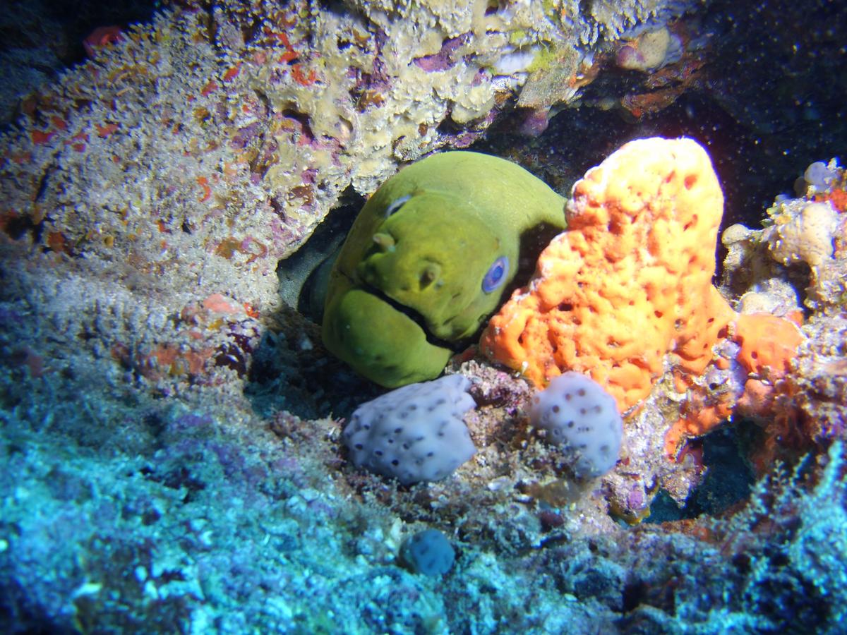 Mighty Little Underwater Camera Makes Debut