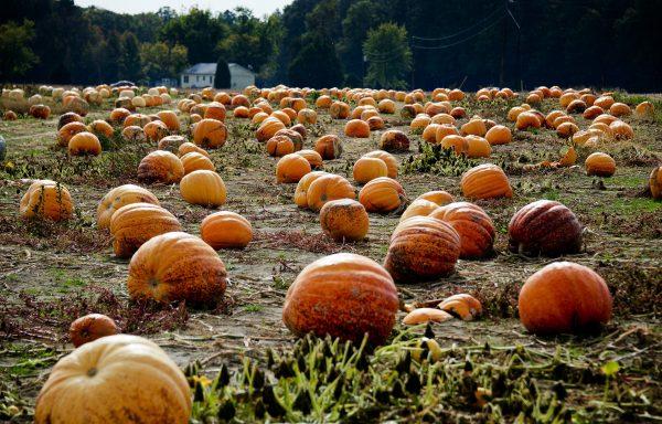 Pumpkins rest in a field at Councell Farms in Easton, Md., on Oct. 17, 2012. (Jim Watson/AFP/Getty Images)