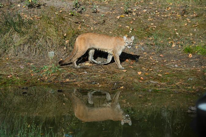 Colorado Mother Fights Off Mountain Lion That Had Her Son in Its Jaws