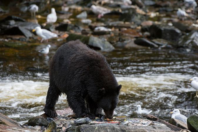 Visitor Attacked by Grizzly Bear in Alaska’s Denali National Park