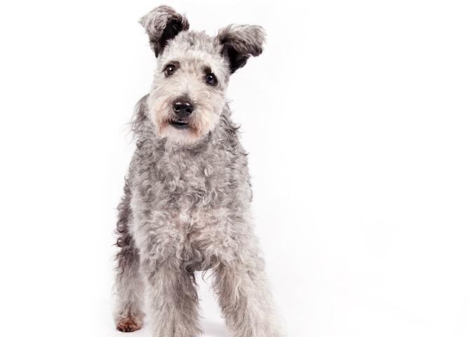 ‘Lively, Adorable’ Pumi Joins 189 Dog Breeds Eligible for Westminster Dog Show