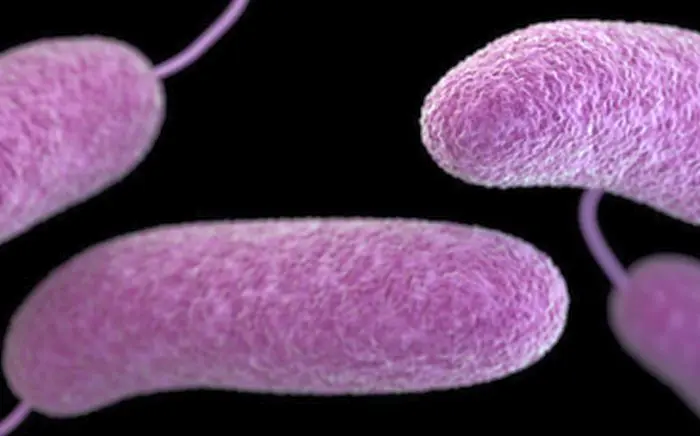 Louisiana Issues Warning After Deaths From Flesh-Eating Bacteria