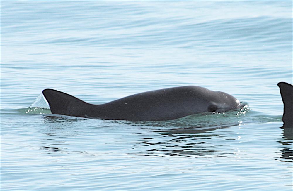 How the Navy Trained Dolphins to Help Save an Endangered Porpoise