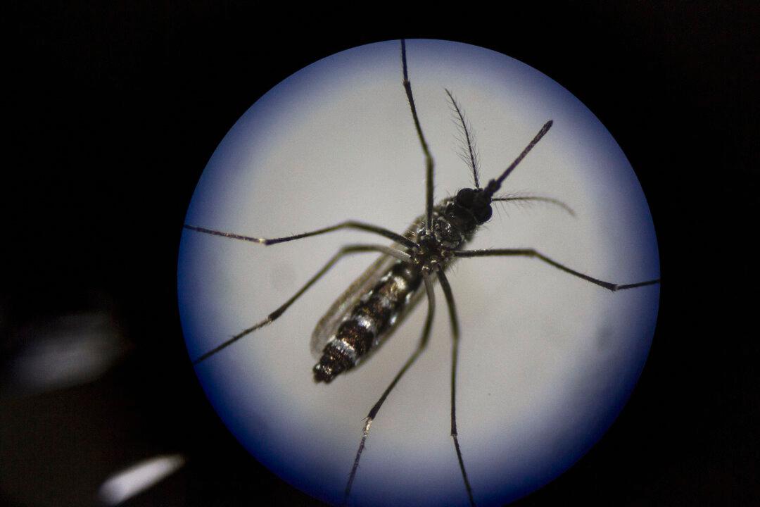 The Lethal Suspects for Microcephaly in Brazil, With Zika Virus at the Bottom of the List