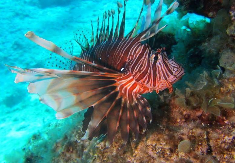 Lionfish Invading Mediterranean Sea Must Be Removed ‘Preferably Tomorrow,’ Says Expert