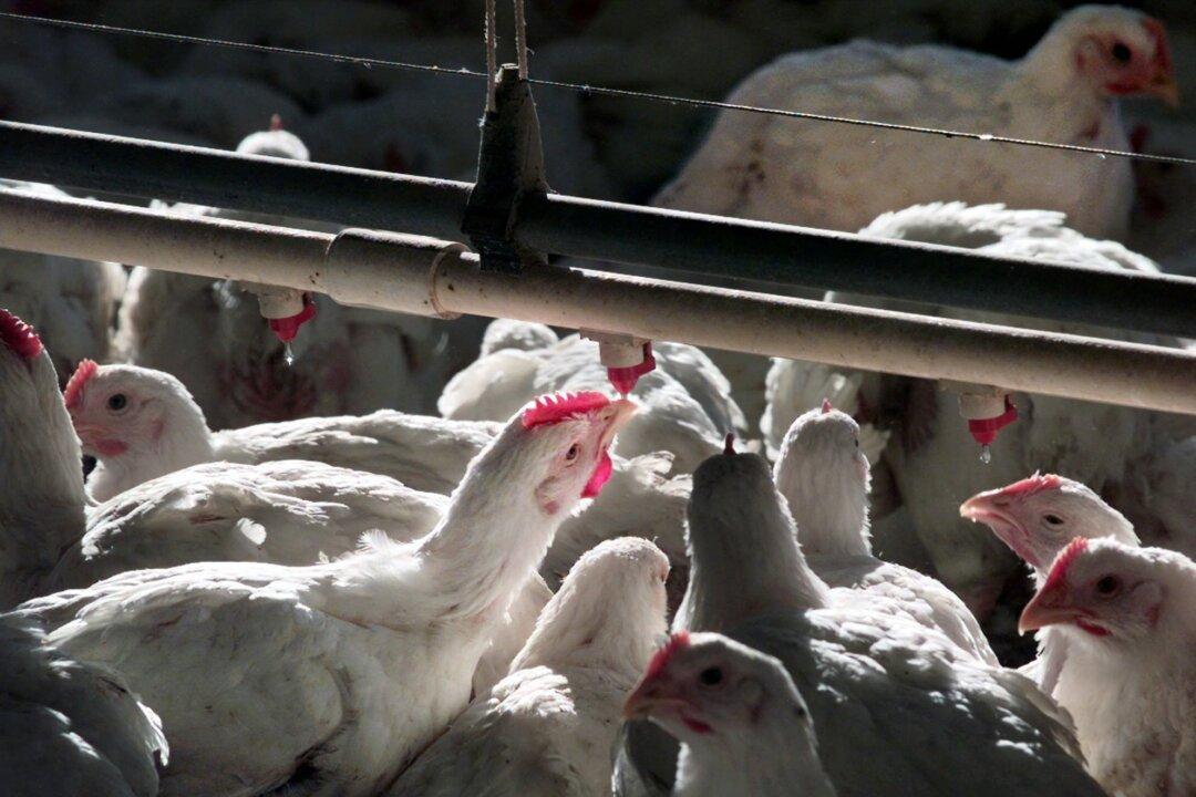 Perdue’s New Chicken Slaughtering Method More Humane, Say Advocacy Groups