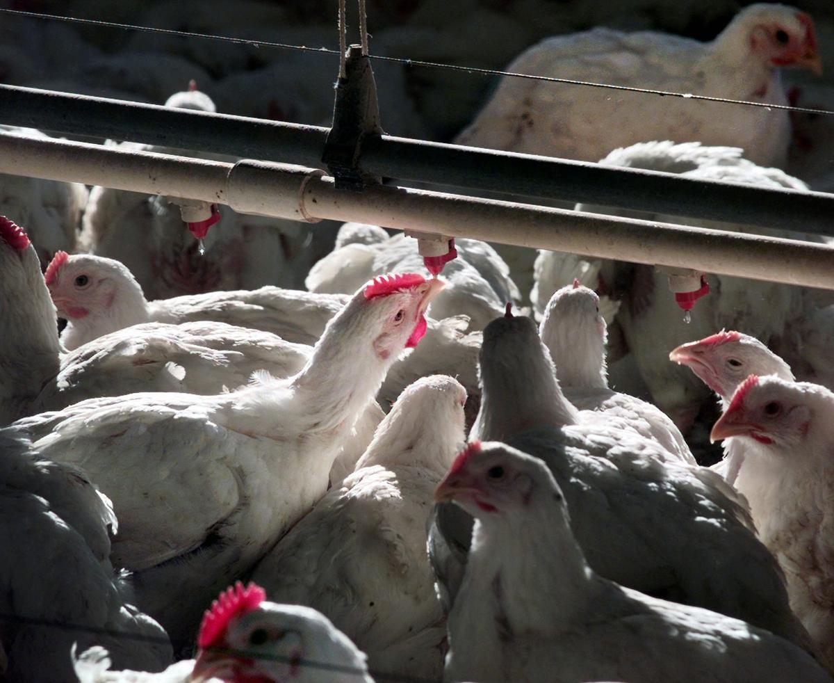 Perdue’s New Chicken Slaughtering Method More Humane, Say Advocacy Groups