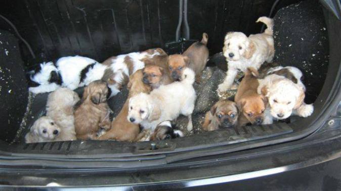 30 Puppies Rescued From Puppy Smuggling Operation in Scotland
