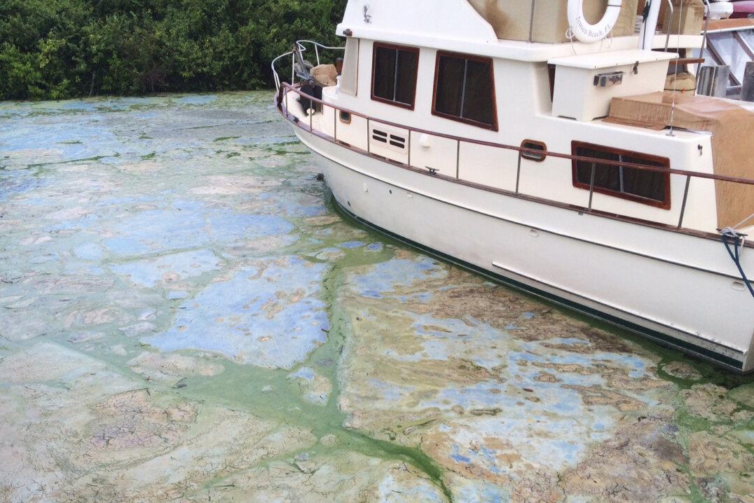 ‘Guacomole-Thick’ Algae Is Ravaging Florida Waters