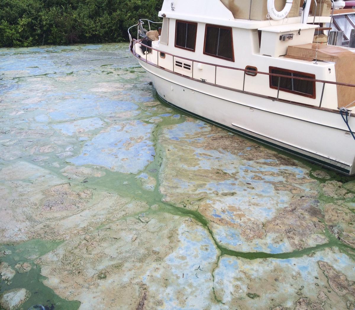 ‘Guacomole-Thick’ Algae Is Ravaging Florida Waters