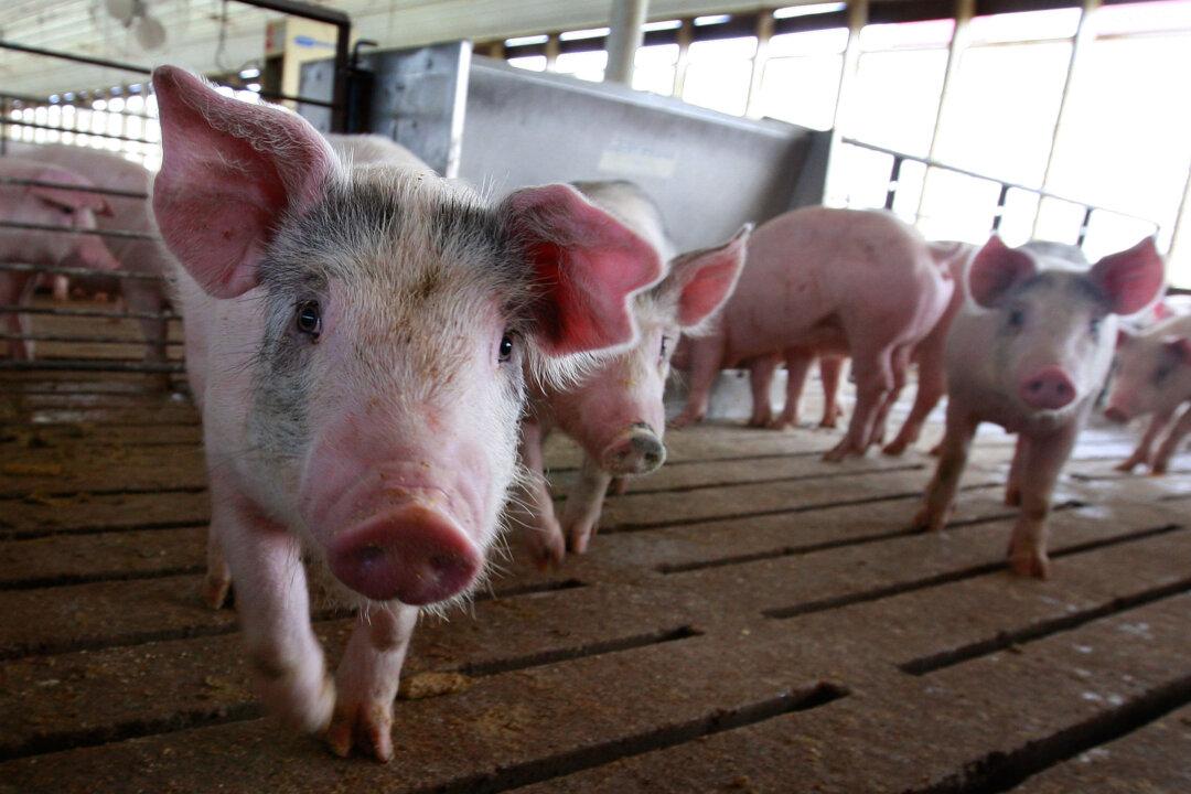 China Pork Shortage a Boon for U.S. Producers
