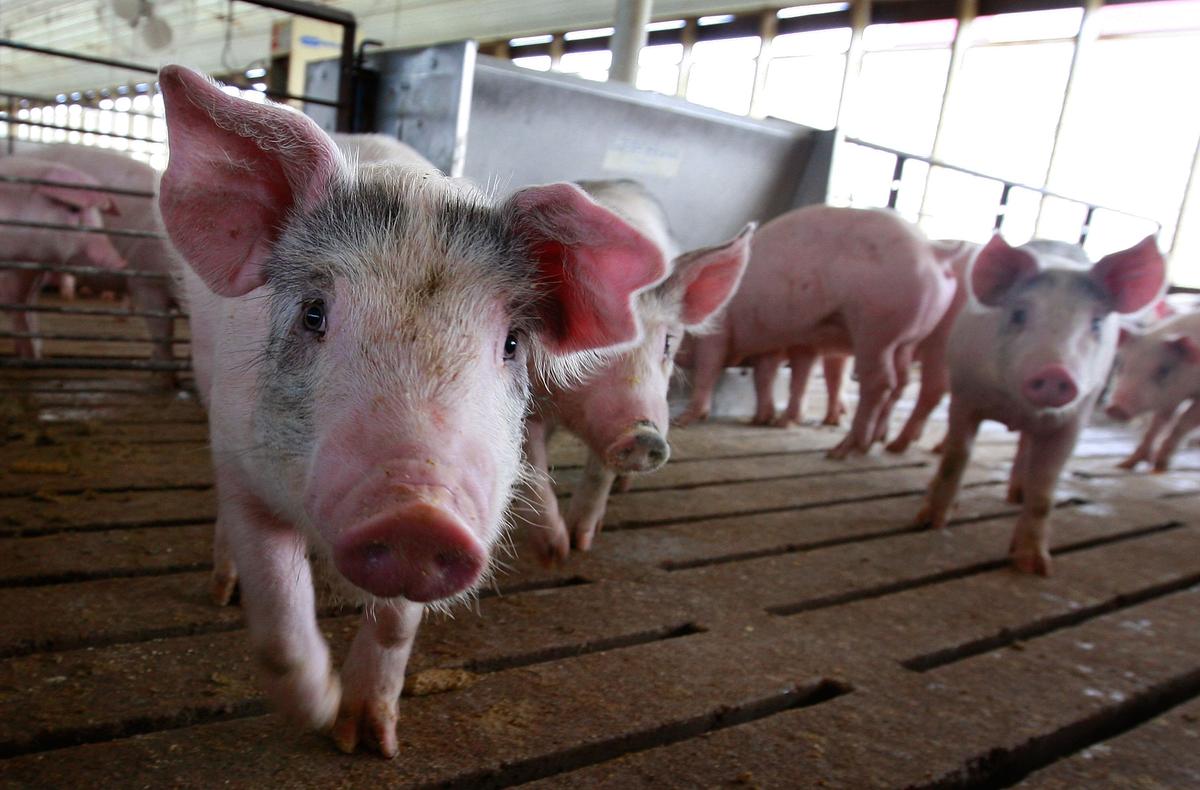 China Pork Shortage a Boon for U.S. Producers