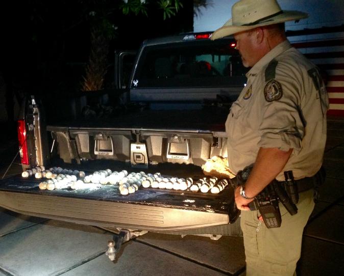 Florida Man Jailed After Stealing More Than 100 Sea Turtle Eggs