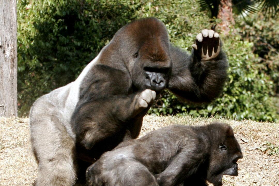 Endangered Gorilla Dies at Mexico City Zoo