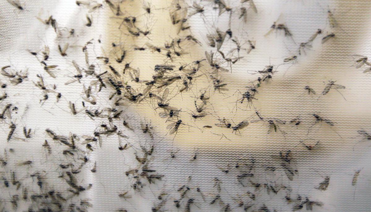 1st Death Related to Zika Virus Seen in Continental US