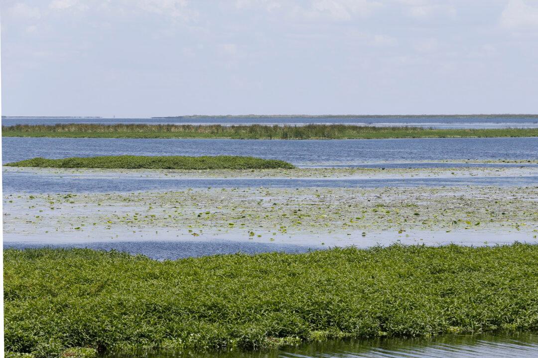 Florida Senate to Vote on Controversial Bill that Would Harm Everglades, but Benefit Farmers