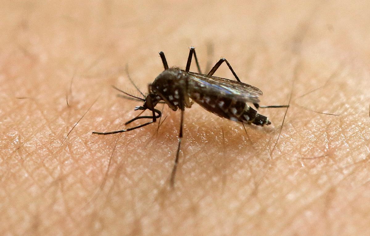 Third Death From Rare Mosquito-Borne Illness Confirmed in United States