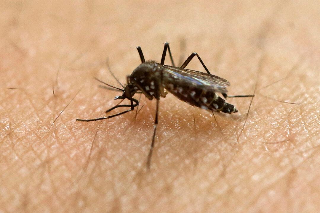 Deadly EEE Virus Found After Mosquitoes Test Positive in Connecticut: Officials