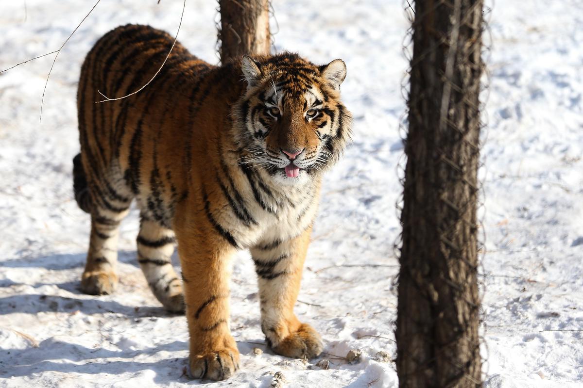 Siberian Tiger Kills Swiss Zookeeper in Enclosure: Zoo