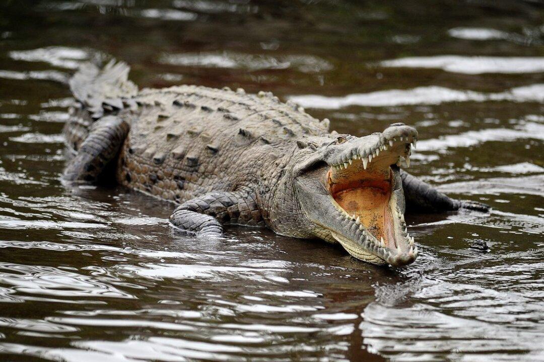 Crocodile Meat Can Trigger Anaphylaxis in Fish-Allergic Individuals, Experts Warn