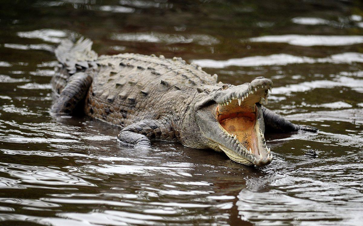 2-Year-Old Girl Killed by Crocodiles on Family Farm: Reports