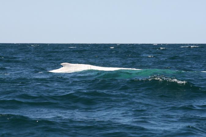 Migaloo the Rare White Whale Is Spotted in Australia
