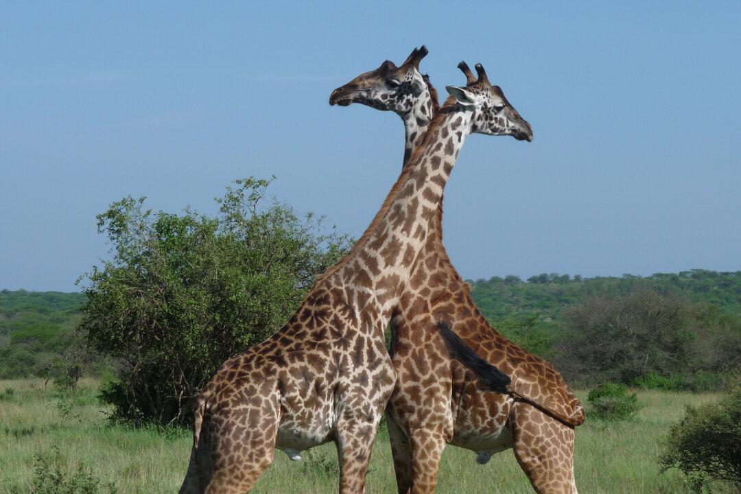 Lightning Kills 2 Giraffes at Park in Florida: Report