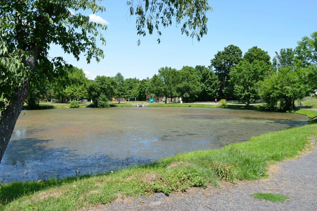 Middletown Gets Geese Police for City’s Parks