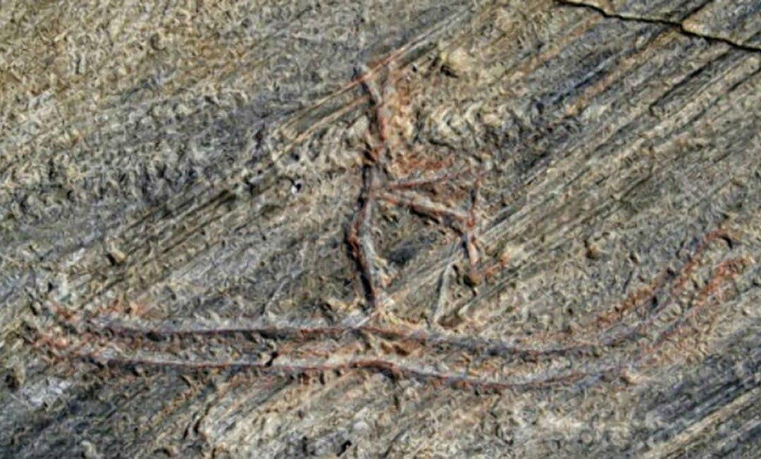 5,000-Year-Old Carving in Norway Ruined by a Child