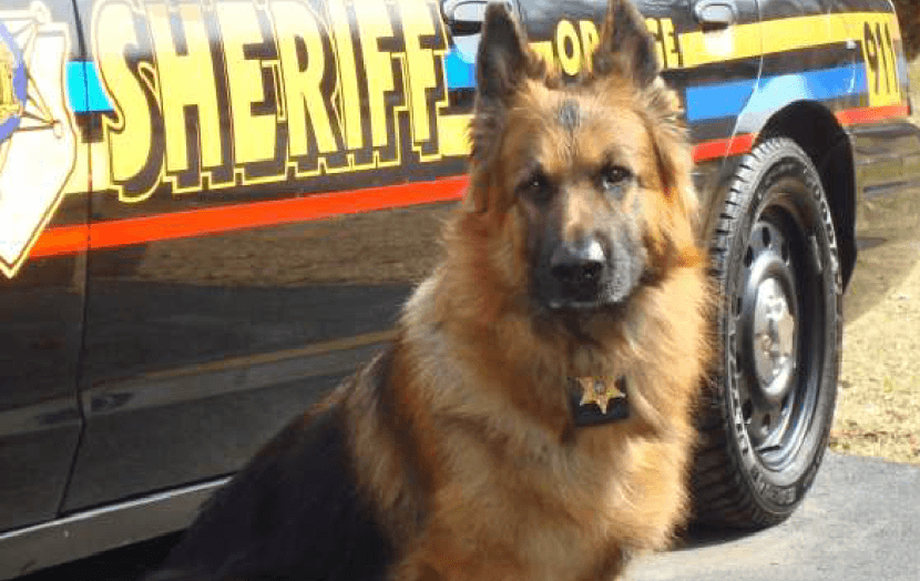 OC Sheriff’s Patrol Dog Passes Away
