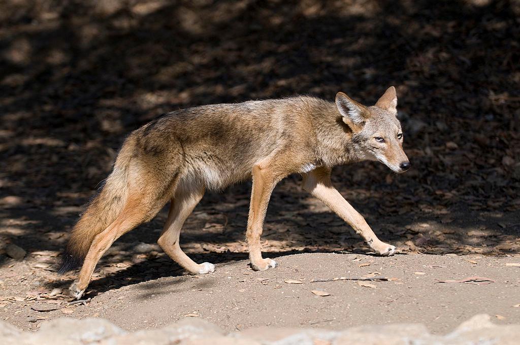2nd Child Attacked by Coyote in Winnipeg Within a Week