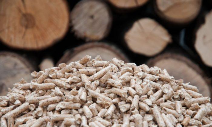 Biomass Subsidies Could Intensify Deforestation