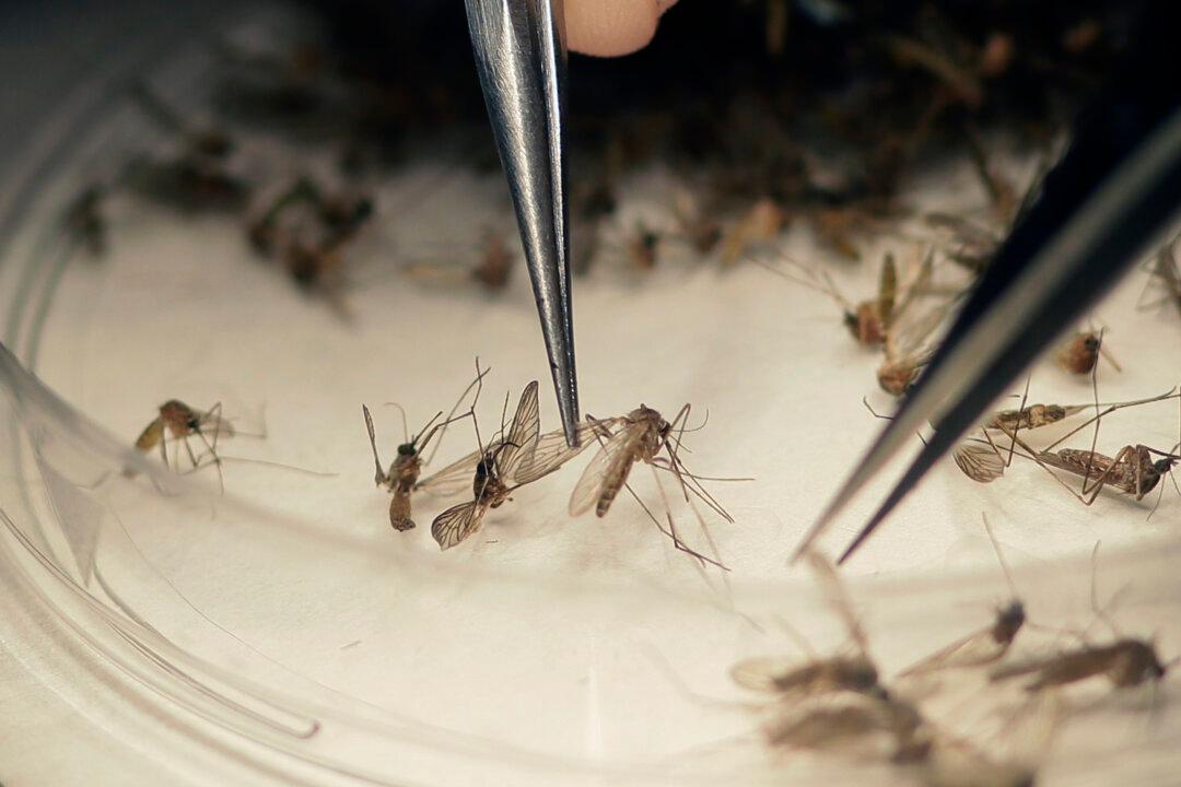 FDA Expands Zika Screening to All US Blood Centers