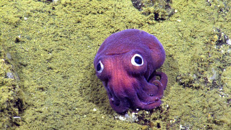 Googly-Eyed Squid Found in Southern California