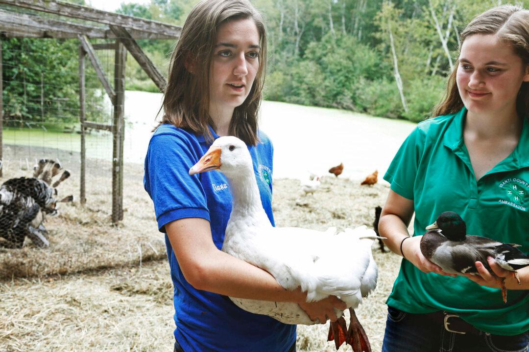 Chickens Flock Back to State Fairs After Bird Flu Outbreak